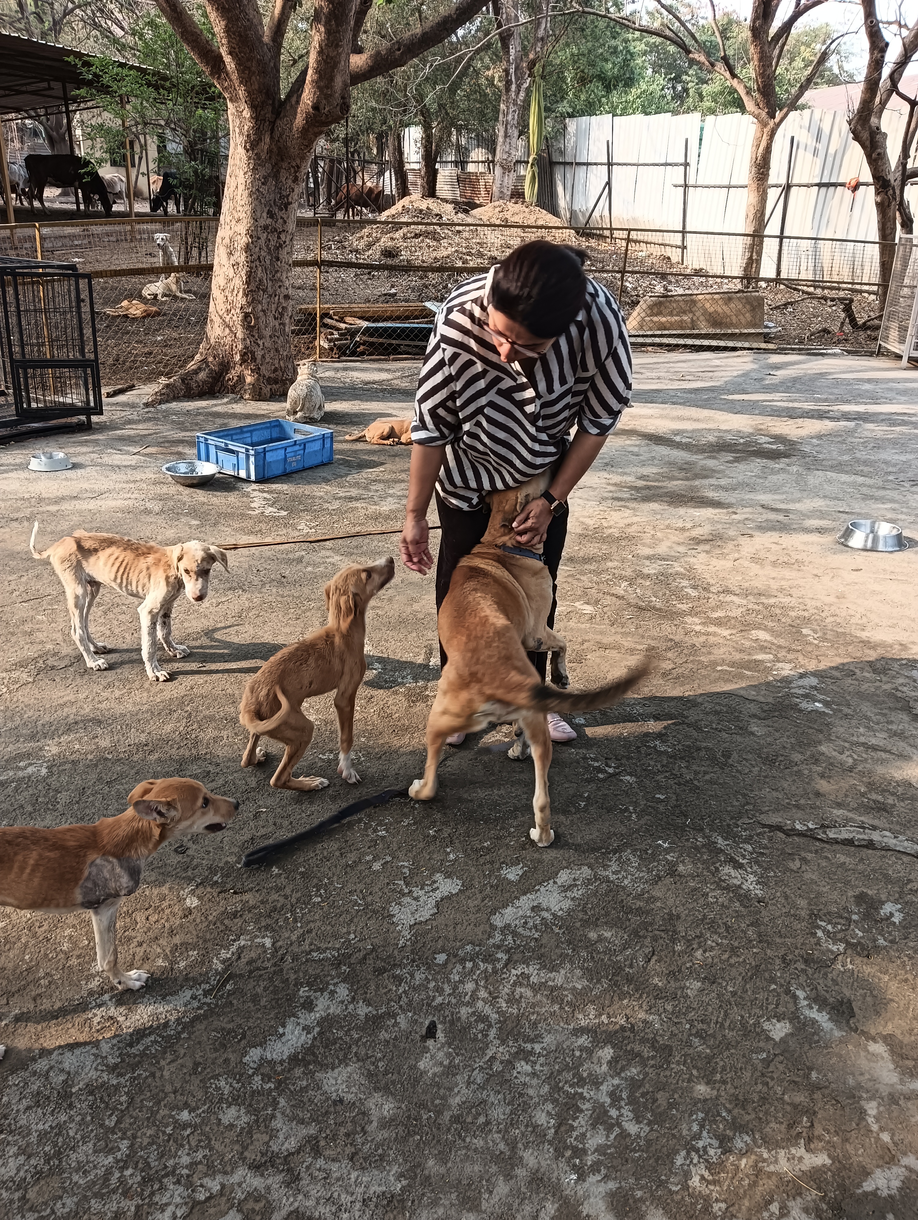 animaldisease1