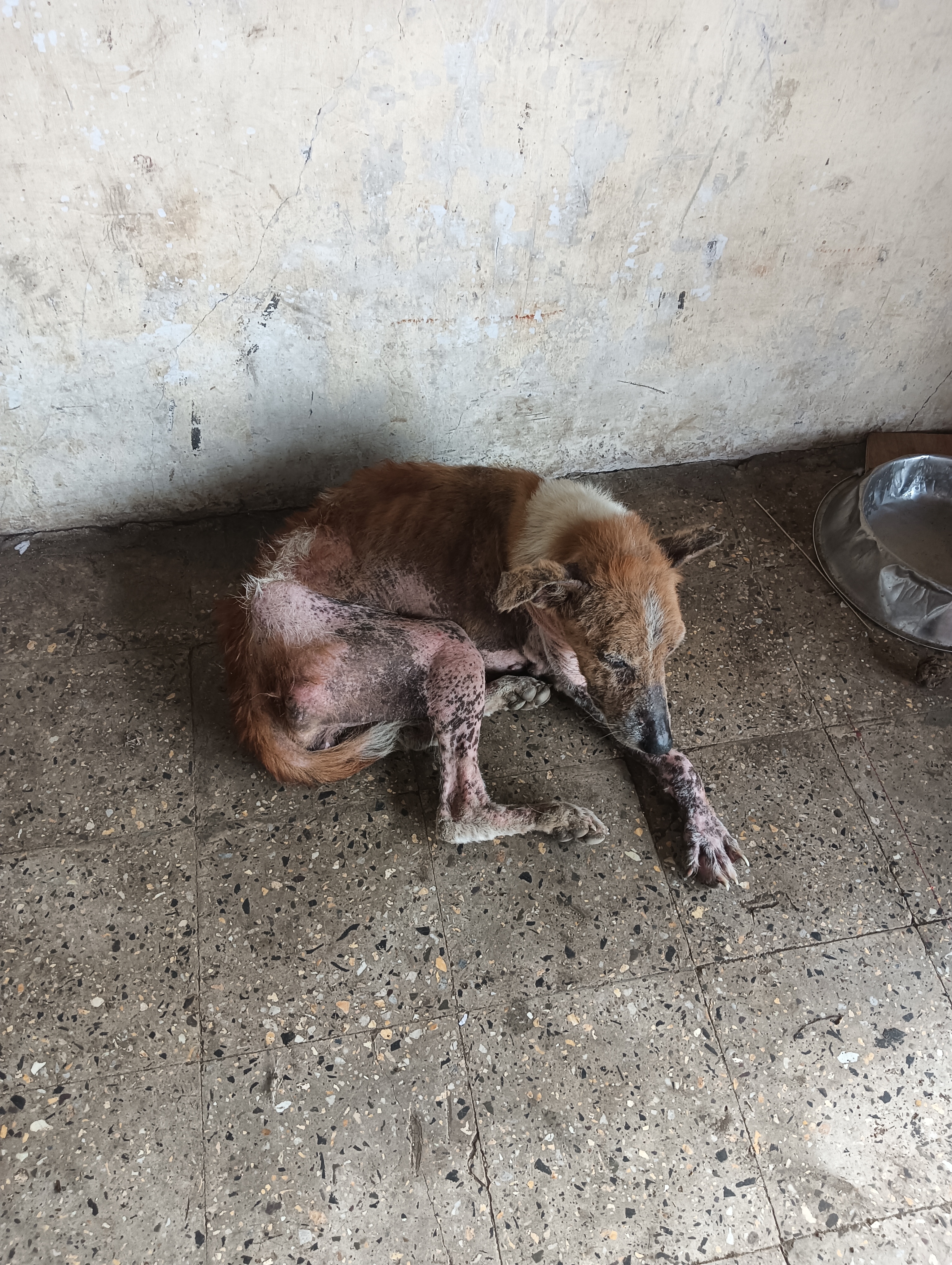 animaldisease2