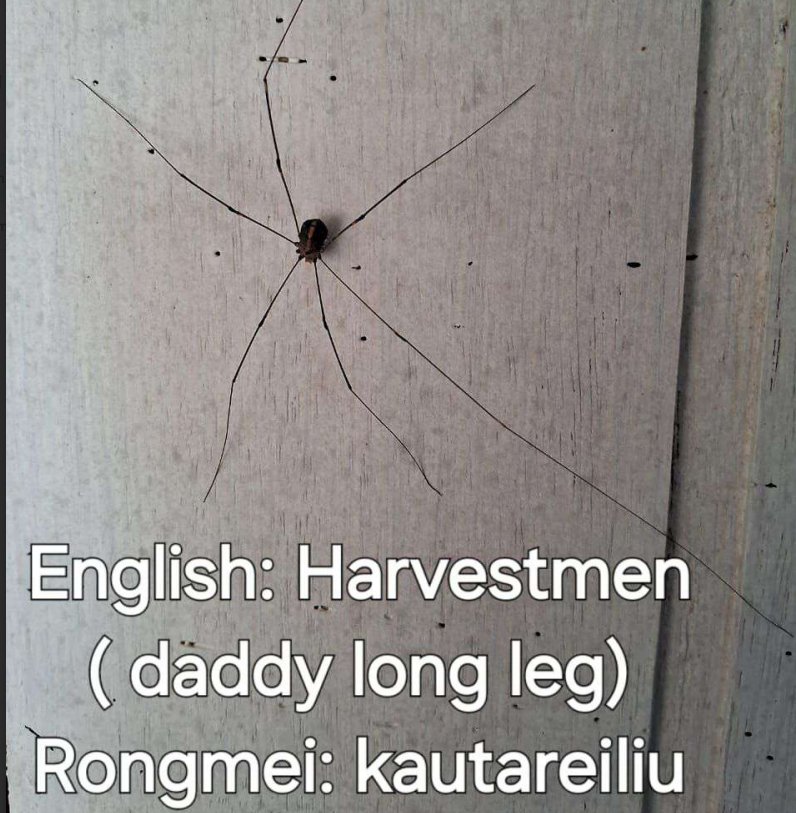 Insect survey 3