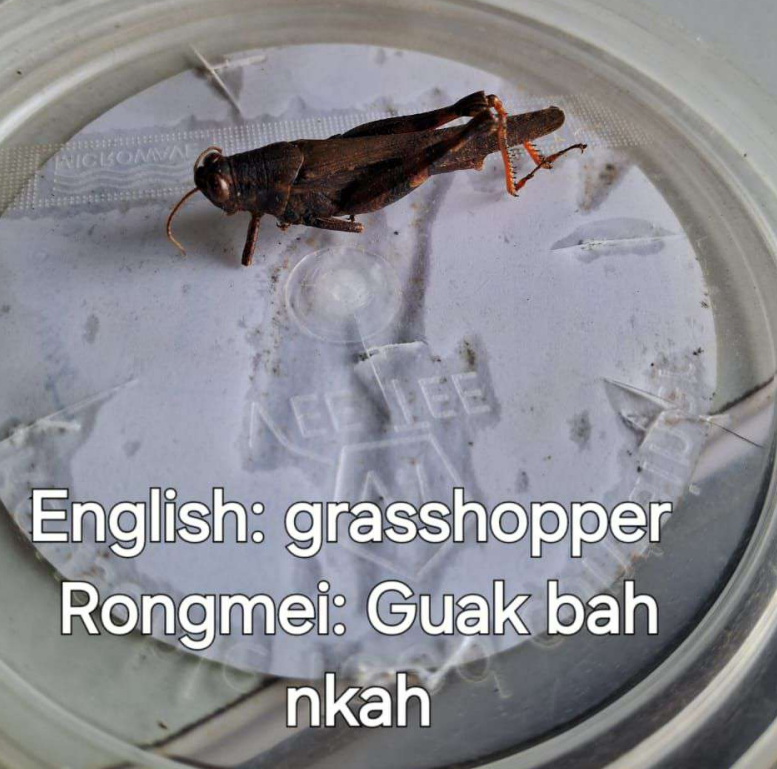 Insect survey 4