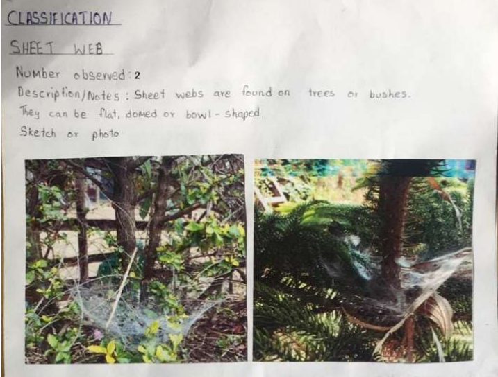 spiderweb3